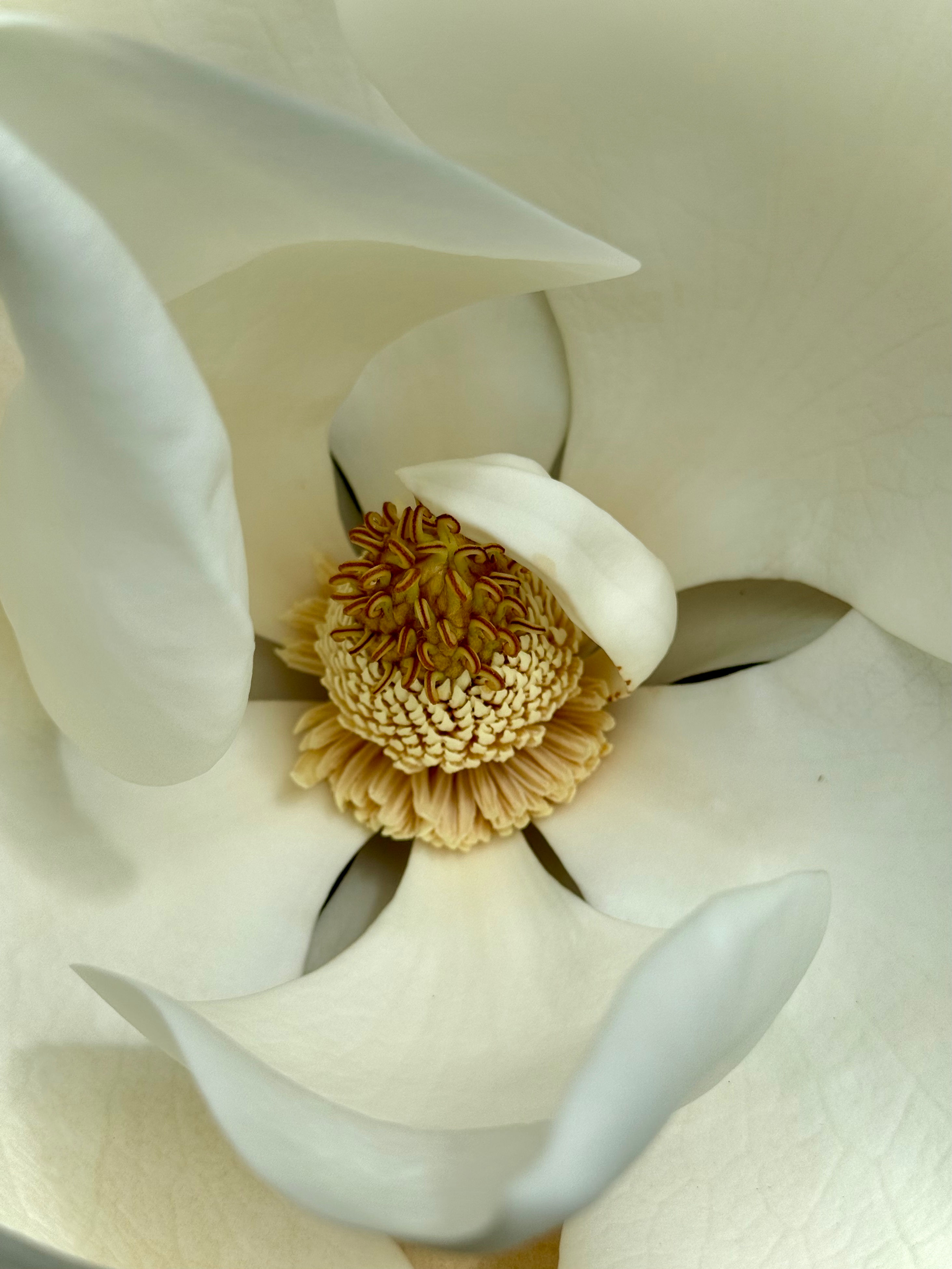 Southern Magnolia
