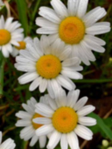 Oxeye Daisy