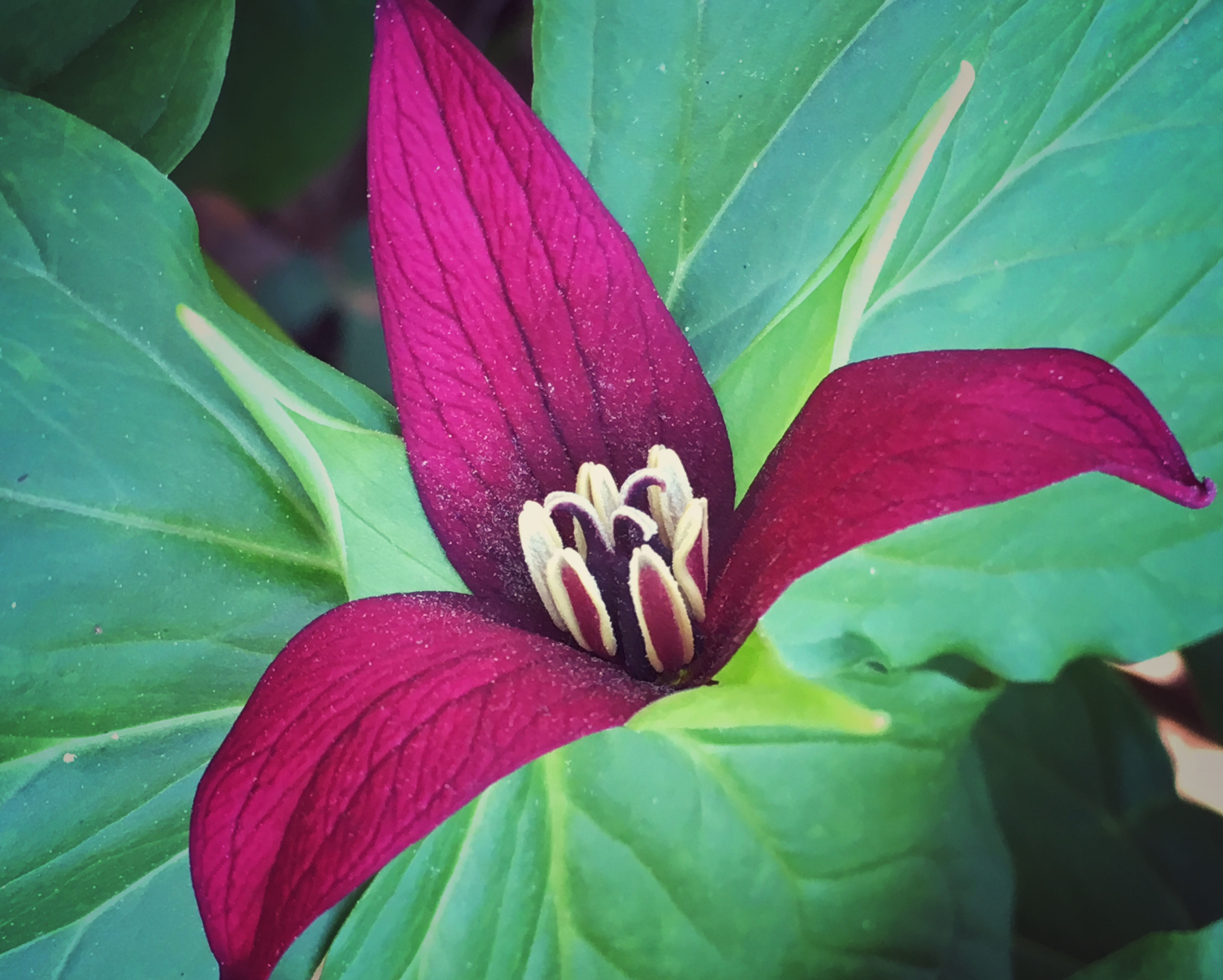 Wake Robin Trillium