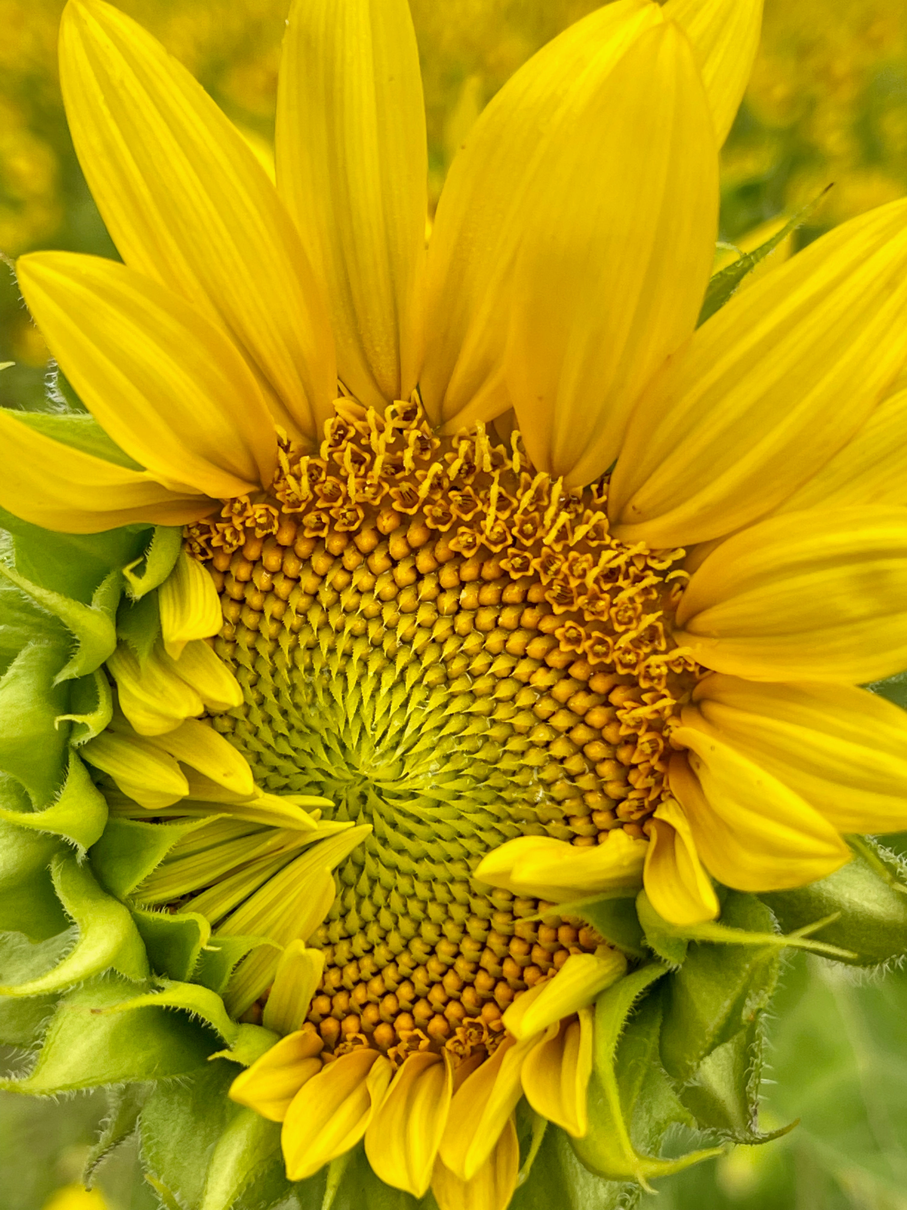Summer Sunflower
