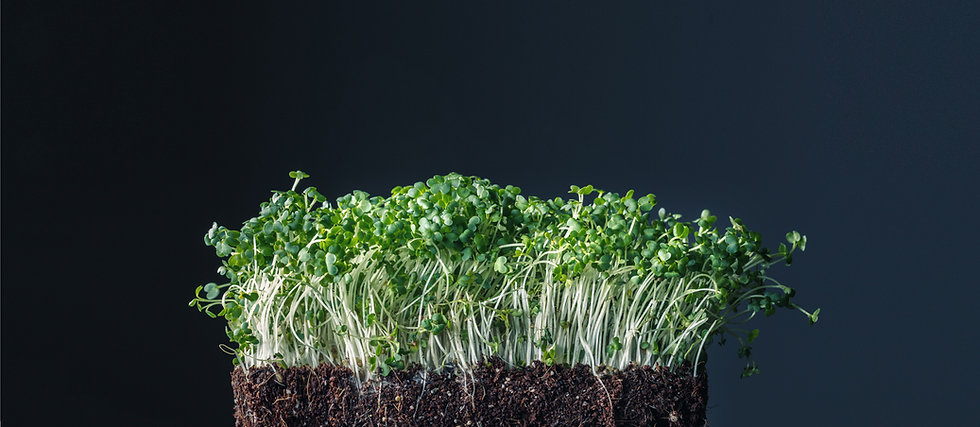 Sprouts