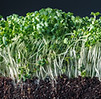 Sprouts