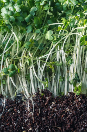 Sprouts