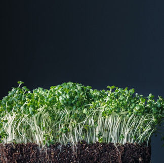 Microgreens grown using coir for indoor plant care in sustainable growing system