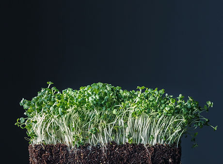 Sprouts