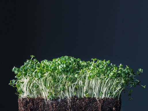 Sulforaphane and why you want it!