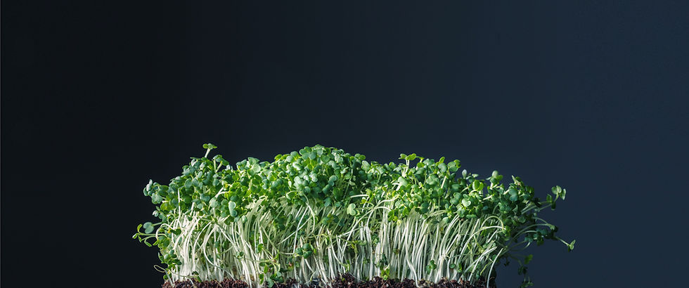 Sprouts
