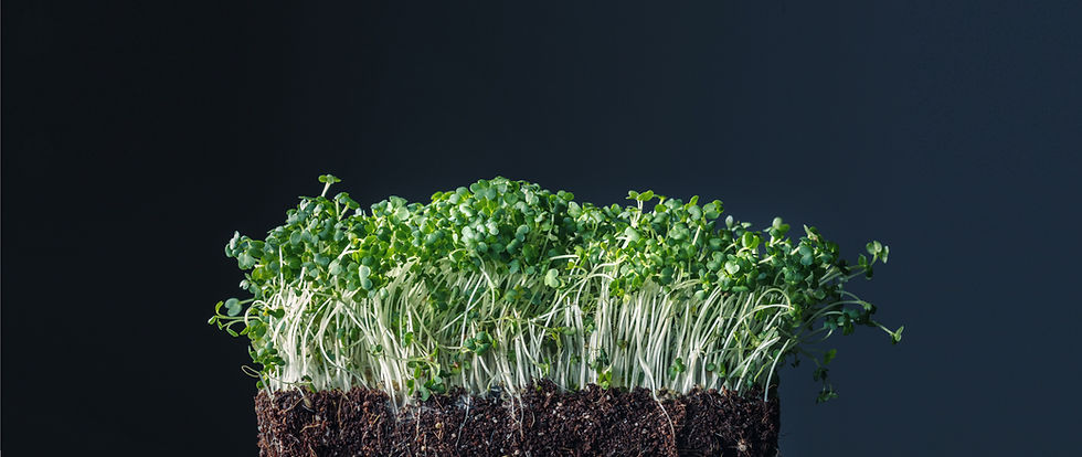 Sprouts