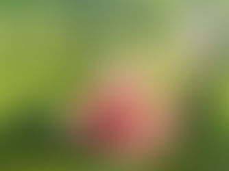 African American Heritage Monument and Park to be Dedicated November 8, 2025, in Houston area!