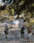 AREA ALPHA3