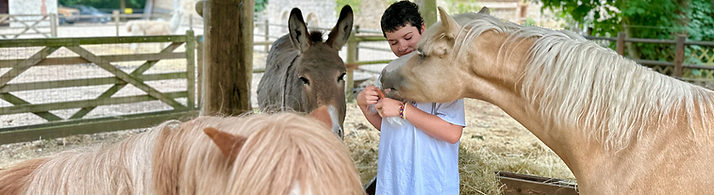 Pony.heic