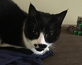 Flounder.jpeg