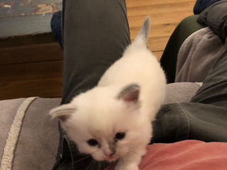 De kittens van June