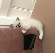 Ragdoll kitten
