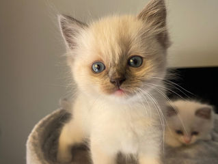 Kittens Nina nu 8 weken oud