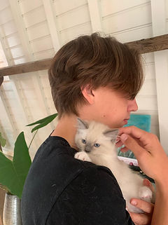 Cattery Le Petit Chou kitten