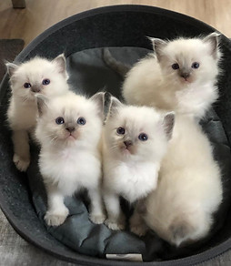 Ragdoll kittens Cattery Le Petit Chou
