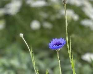 IMG_1273.jpeg