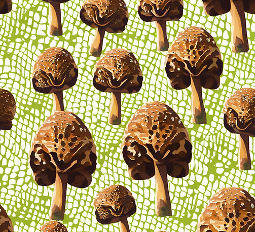 Arboreal Morel Marvels