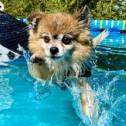 puppy swims