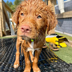 puppy swim lessons