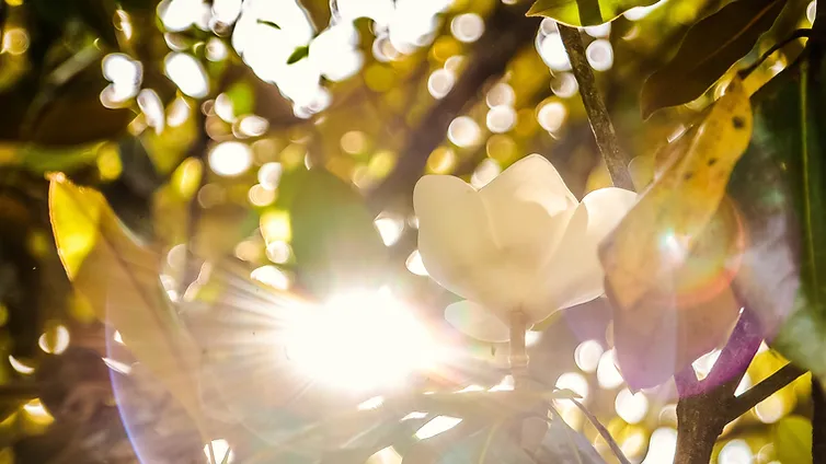 Sunshine.webp