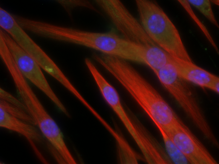 +TAM +Dex 63X Oil Image 11-Image Export-