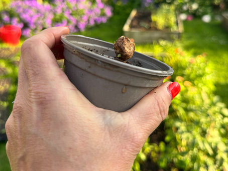 Wondering when to plant dahlia tubers? Learn why spring warming is the perfect time to plant dahlias, how to spot dahlia “eyes,” and how to plant tubers successfully.