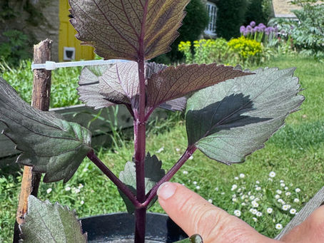 How and why you must pinch out your dahlias 🌱
