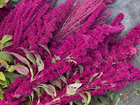 How to Sow Amaranthus: Adding Height & Drama to Your Dahlia Garden