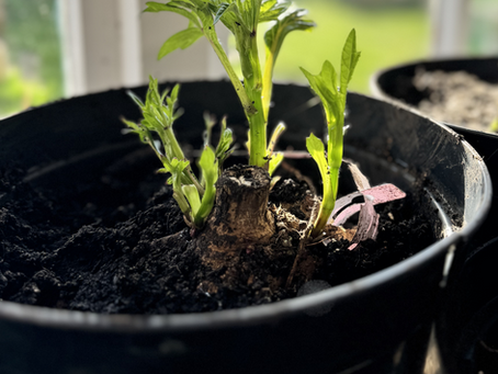 How to Fix and Prevent Leggy Dahlia Plants