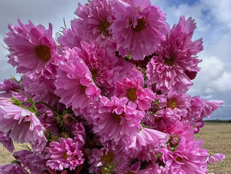 How to Sow Cosmos: A Colourful Companion For Dahlias