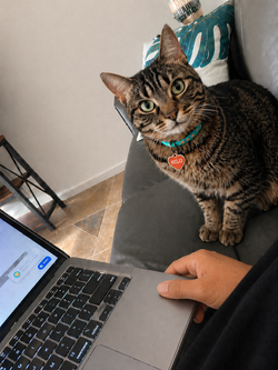 The-real-Hilo-happy-cat