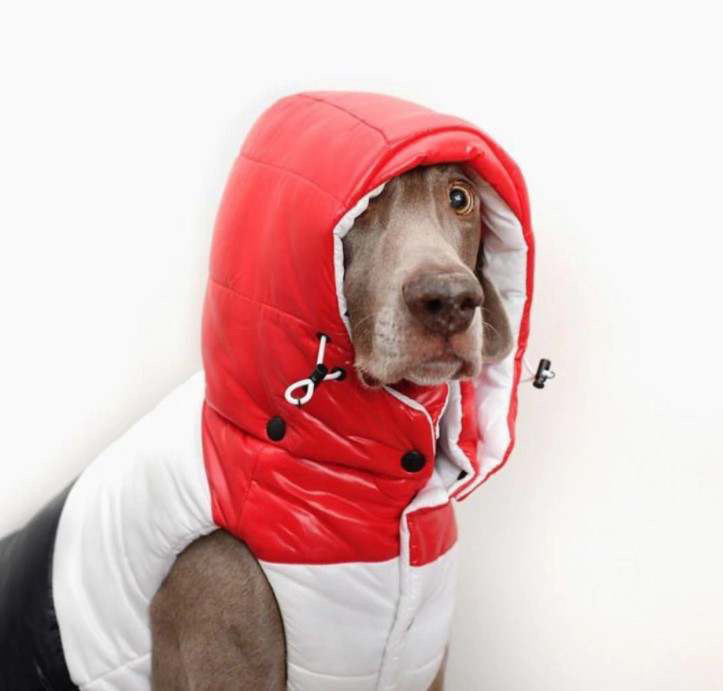 Thumbnail: Pawcler Vest