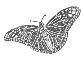 moth transparent.png