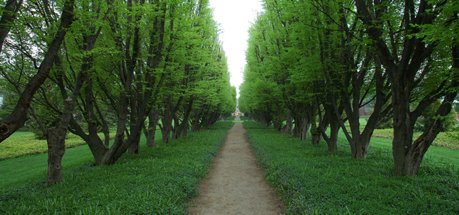 Tree Lined Path