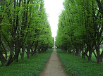 Tree Lined Path