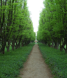 Tree trimming pruning