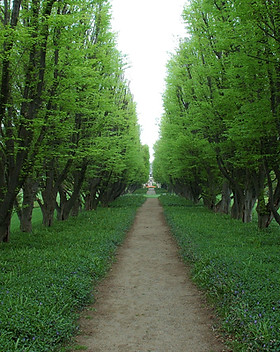 Tree Lined Path