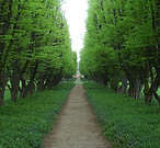 Tree Lined Path