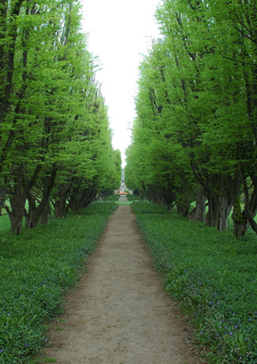 Tree Lined Path