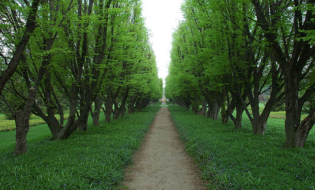Tree Lined Path