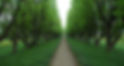 Tree Lined Path