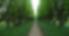 Tree Lined Path