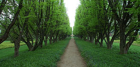 Tree Lined Path