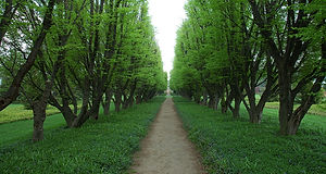 Tree Lined Path