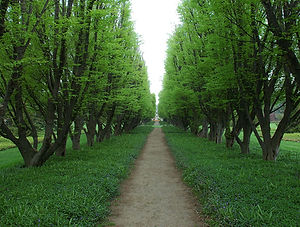 Tree Lined Path