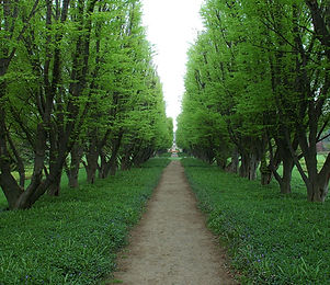 Tree Lined Path