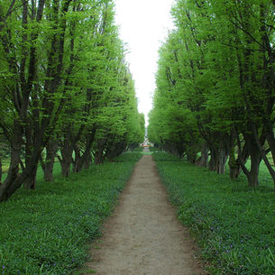 Rooted in the City: How Urban Trees Transform Our Environments