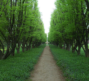 Tree-Lined Pathway